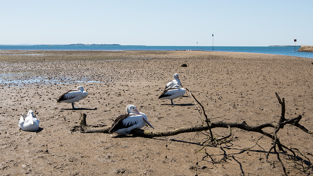 Pelicans resting at low tide at Wynnum Brisbane Bayside Australia